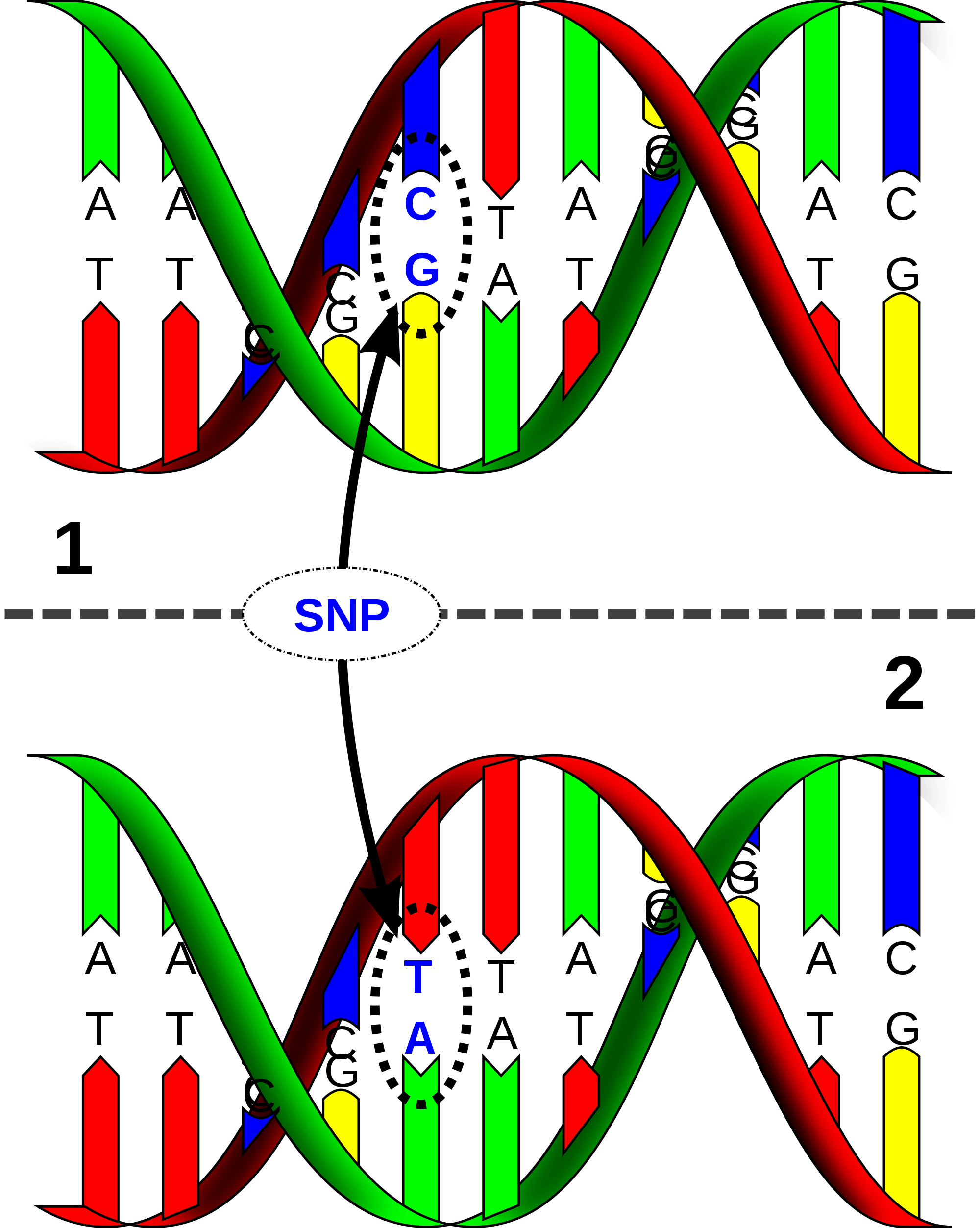 SNP Explanation
