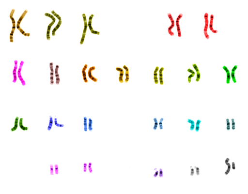 Ucsc Human Chromosome Colours
